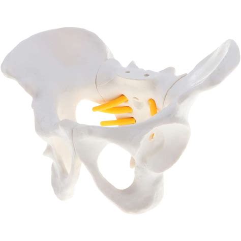 Buy Xiezi Anatomical Model Female Pelvis Skeletal Model Medical Anatomical Anatomy For Science
