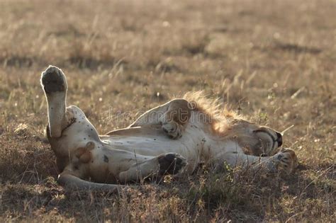Leones En Sabana Africana En Masai Mara Fotos de stock Fotos libres de regalías de Dreamstime