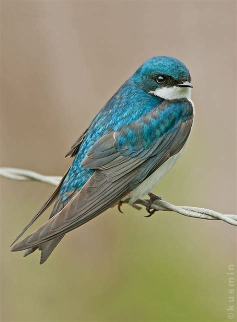 The 25 Best Teal Bird Ideas On Pinterest Exotic Birds