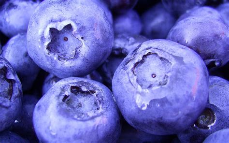 Blueberries Berry Blue Blueberry Berries Hd Wallpaper Peakpx