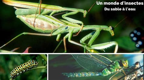 Les Insectes Du Sable à Leau Un Monde Dinsectes Youtube