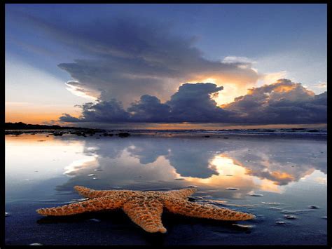 Starfish Single Shore Sunset Hd Wallpaper Pxfuel