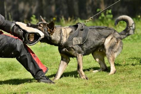 How Much Do Dog Trainers Make 2023 Salary Overview Pet Keen