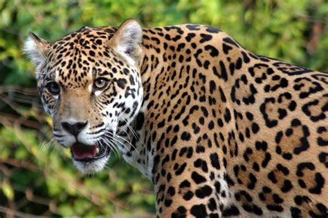 Unam Jaguar En Peligro De Extinción Digitall Post Digitall Post