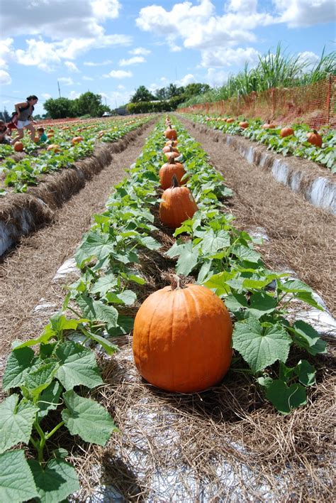Just carve out the flesh of the pumpkin under the edge of the opening, and you're ready to go. How To Grow Fresh Pumpkins, Best Ideas Ever - Everything ...