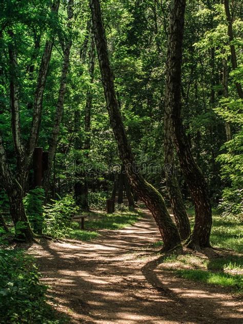 Winding Path In The Forest In The Sunshine Stock Image Image Of