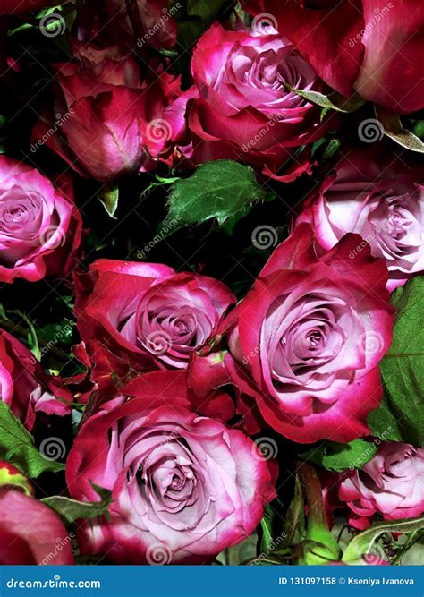 Beautiful Pink Rose Flower On Black Background Stock Photo Image Of