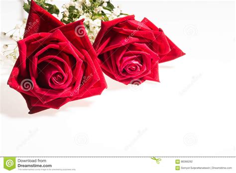 Two Romantic Red Rose White Background Stock Photo Image Of Flora