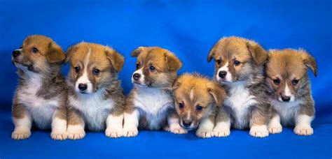 Most small dog breeds will be nearly finished growing at this time, though they may continue to fill continue to expose your puppy to new experiences, people, places, things, and sounds. Do Corgis Ever Calm Down? (How to Calm your Puppy Down ...