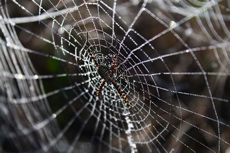 Hd Wallpaper Spider Spider Web Network Dew Dew Drops Dew Drops On
