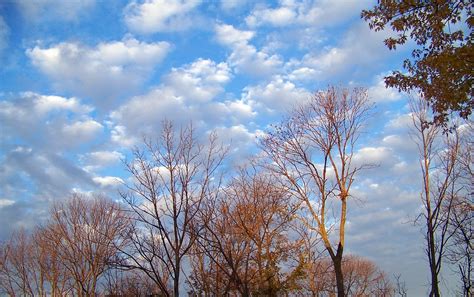 Autumn Fall Trees · Free Photo On Pixabay