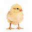 Newborn Chick Stock Photo  Download Image Now IStock