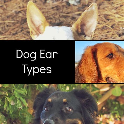 What Kind Of Ears Does Your Dog Have