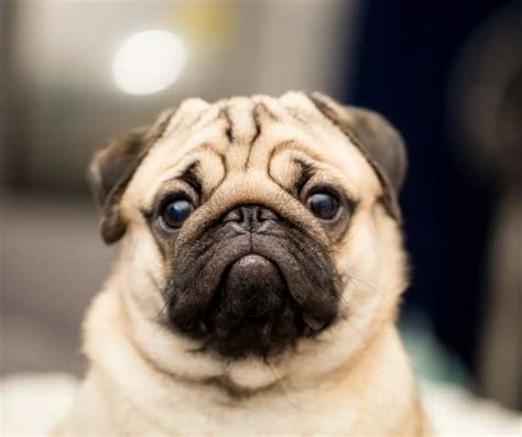 All Facts For Kids About Pugs