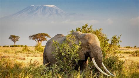 African Elephant Amboseli National Park Backiee