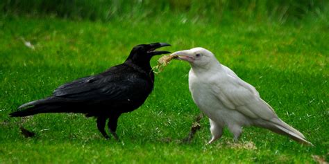 Albino Crow 白烏鴉 Raven White Crow 09 White Raven Raven Images Animals