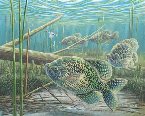 Crappie Fish Drawings Fish Art Fish Artwork