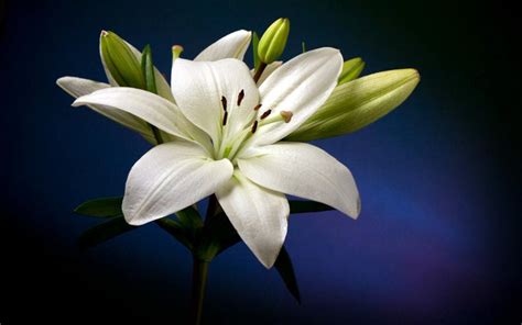 Beautiful White Lily Flower Hd Wallpaper Wallpapers Com