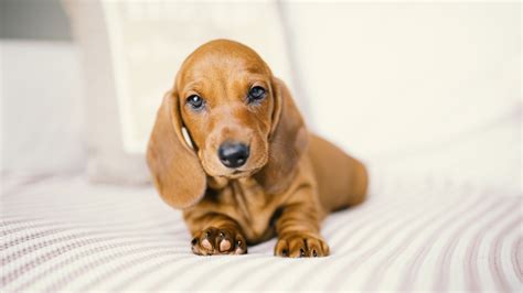 We did not find results for: Little funny dachshund puppy on a white background wallpapers and images - wallpapers, pictures ...