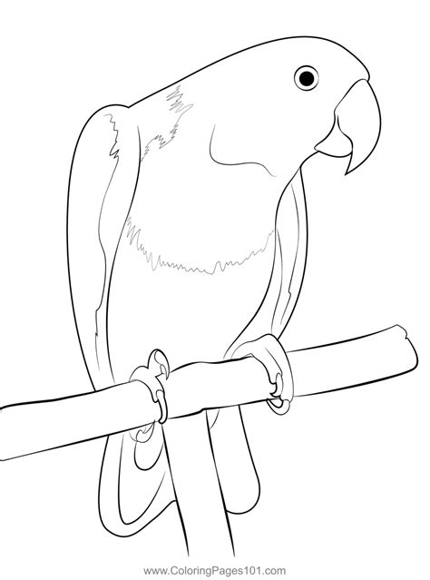 Eclectus Parrot Coloring Page For Kids Free Parrots Printable