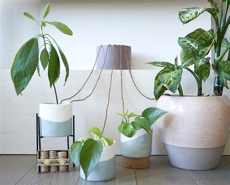 Top Tips For Healthy Houseplants Blog At Thompson And Morgan