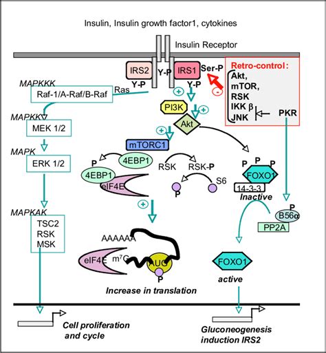 Pkr And The Insulin Signaling Pathway After Binding Of The Insulin Download Scientific Diagram