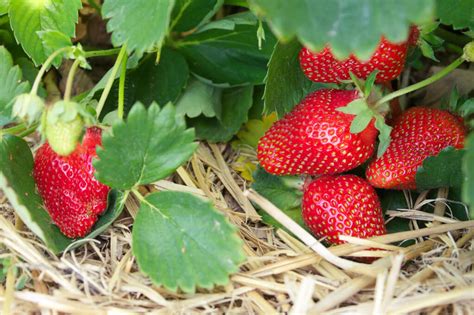Growing Strawberries Bonnie Plants
