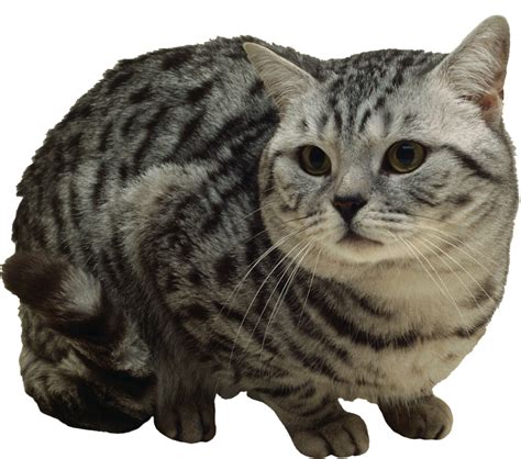Cat Png Transparent Image Download Size 2237x1977px