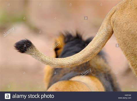 Lion Tail High Resolution Stock Photography And Images Alamy