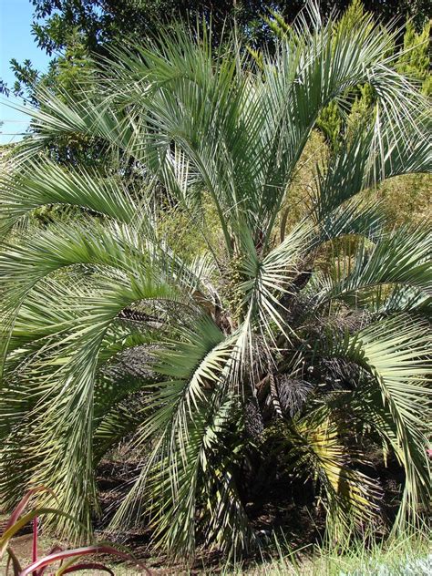 Pindo Palm Winter Care Learn About Cold Protection For A Pindo Palm