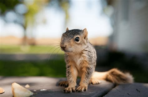 Baby Squirrel Facts Pictures And Faqs Answered Animal Corner