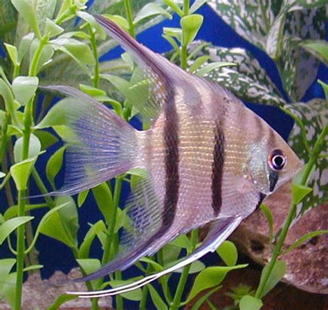 Everything You Need To Know About Freshwater Angelfish