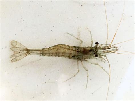 Freshwater Shrimp Surveys Underway In Marin County Creeks Us