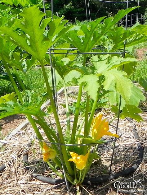 Grow Summer Squash Vertically By Trellising Or In Tomato Cages To Save