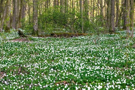 Road In A Spring Forest With Beautiful White Flowers Stock Photo