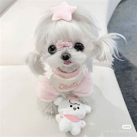 A Small White Dog With A Pink Bow On Its Head Sitting Next To A Stuffed