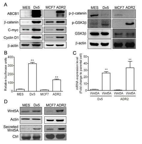 The Wnt Pathway Is Upregulated In Drug Resistant Cancer Cells A