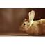 Brown Bunny Rabbit Cute  HD Desktop Wallpapers 4k