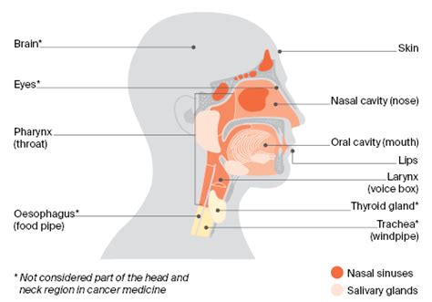 About Head And Neck Cancer Cancer Council Nsw