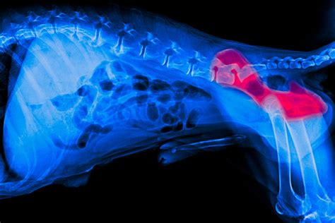 Canine Hip Dysplasia Dog Hip Problems