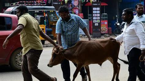 Stray Cattle Menace Returns To Haunt Road Users The Hindu