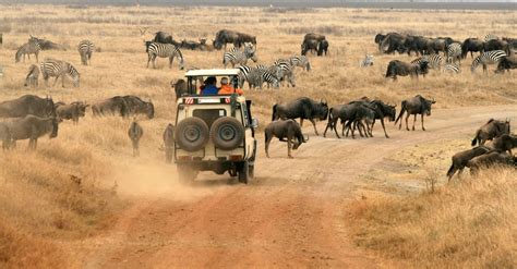 5 Best Safari Parks To Visit In Tanzania Safari Park Viewing