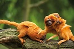 10 cool things about the golden lion tamarin • AnimalTalk