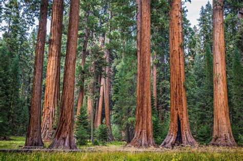 Giant Sequoia Tree Seeds Created By Nature