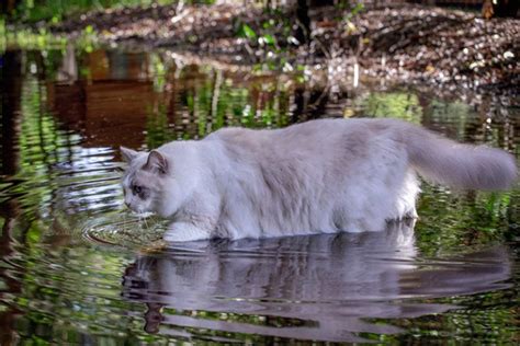 21 Cat Breeds That Like Water With Pictures Hepper