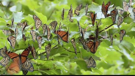 Monarch Butterflies Help Local Agriculture Youtube