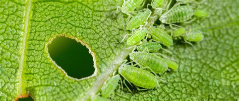 Identification And Treatment Of Common Houseplant Pests Blossom Blog