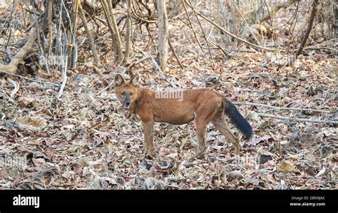 Side View Of A Male Dhole At Tadoba Tiger Reserve Stock Photo Alamy