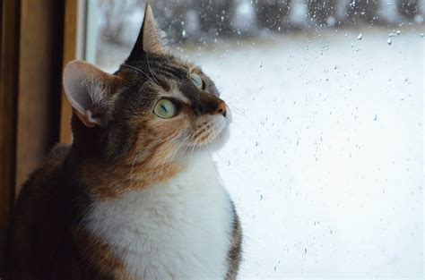 The best blinds suited to our furry friends. Pet Friendly Blinds & Window Treatments | Cat spray, Cat ...