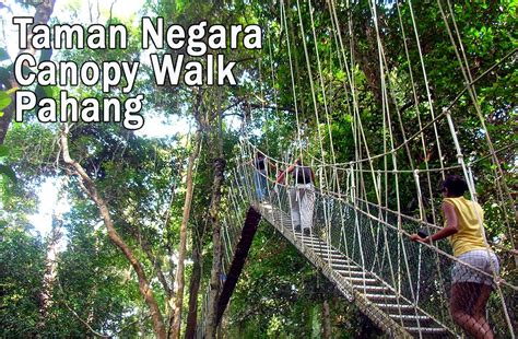 Frim (forest research institute malaysia ) is a wonderful forest just outside kuala lumpur. Taman Negara Canopy Walkway